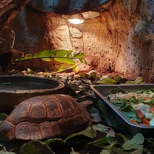 Forsten's Tortoise (Indotestudo forstenii)