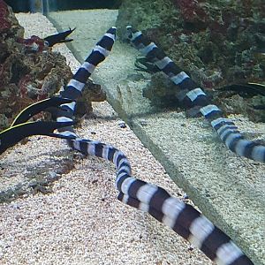 Banded Snake-eel (Myrichthys colubrinus)