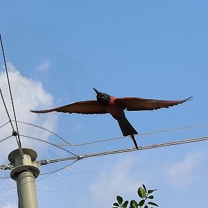 Northern Carmine Bee-Eater