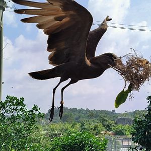 Hammerkop