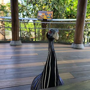 Vulturine Guineafowl