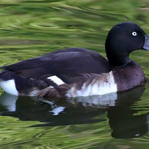 Duck ID - Wilhelma (Stuttgart Zoo)