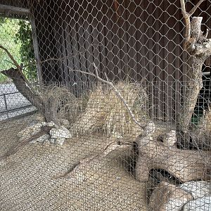 New Little Owl Enclosure