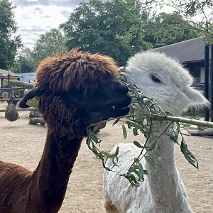 Cookie & Alpacaccino the Alpacas