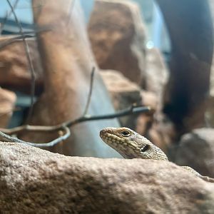 Gidgee spiny-tailed Skink Hatchling, Egernia stokesii