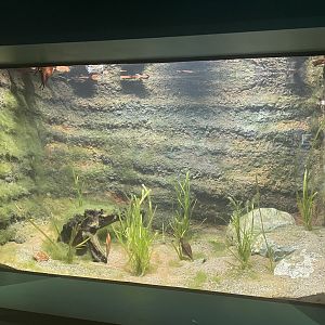 Lake Pátzcuaro Salamander Tank.
