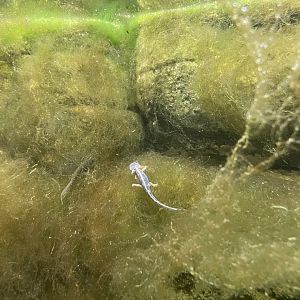 Luristan Newt Larvae, Neurergus kaiseri