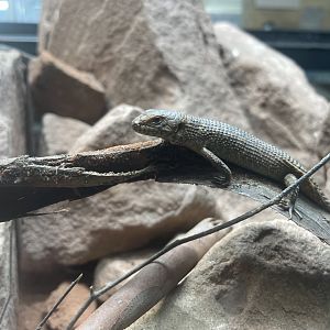 Gidgee spiny-tailed Skink Hatchling, Egernia stokesii