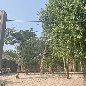 Tree Guards in Zebra Paddock