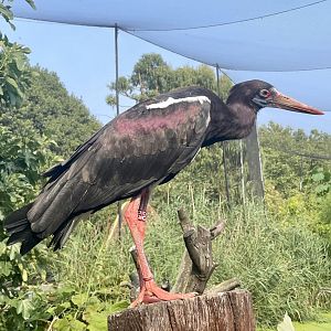 Abdim's stork, Ciconia abdimii