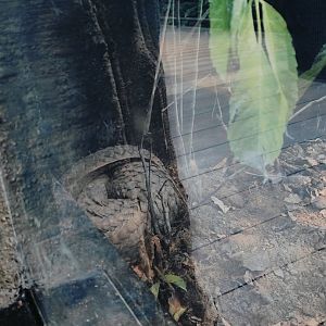Sunda Pangolin