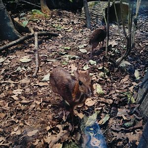 Lesser Mousedeer