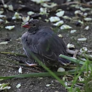 Guinean quailfinch (Ortygospiza atricollis ansorgei)