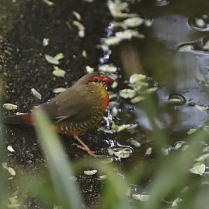 Eastern orange-breasted waxbill (Amandava subflava subflava)