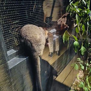 Small Toothed Palm Civet