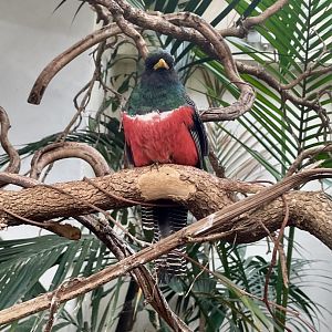 Collared trogon, Trogon collaris