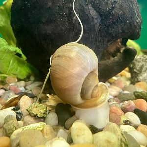 Pomacea canaliculata