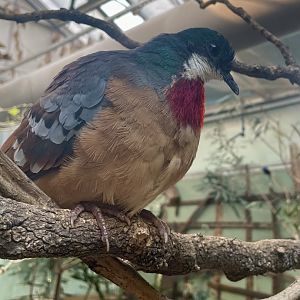 Mindanao Bleeding-heart, Gallicolumba crinigera