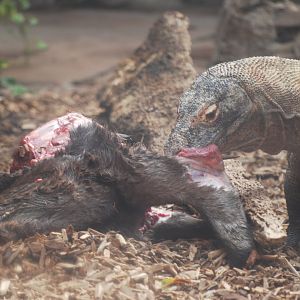 Komodo dragon feeding - 19/8/2024