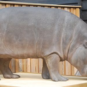 Pygmy hippo statue - 19/8/2024