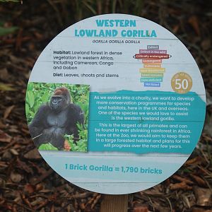 Western lowland gorilla signage - 19/8/2024