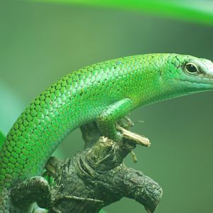 Green tree skink - 19/8/2024