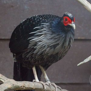 White Crested Kalij (Lophura leucomelanos)