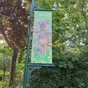 Kirk's Dik Dik banner- 19th August 2024