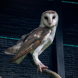 Barn Owl