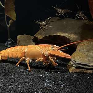 Orange Lobster