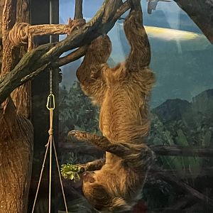 Linnaeus' two-toed sloth