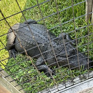 “Bob” Tailless American Alligator