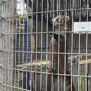 White Nosed Coati