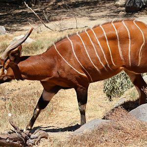 Eastern Bongo