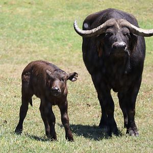 Cape Buffalo Cow and Calf