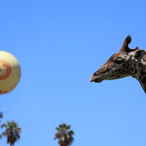 Masai Giraffe Calf and Hot Air Balloon