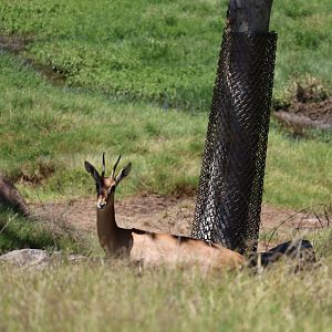 Nubian Red-fronted Gazelle