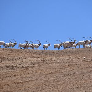 Scimitar-horned Oryx Herd