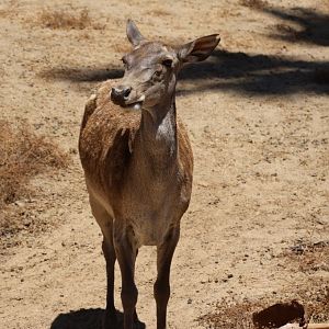 Barbary Deer