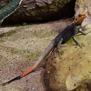 Peter's rock agama (Agama picticauda)