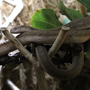 East African egg-eating snake (Dasypeltis medici)