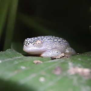 Starry Night reed frog (Heterixalus alboguttatus)