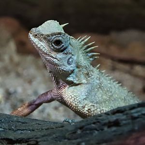 Langbian pricklenape (Acanthosaura murphyi)