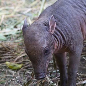 Sulawesi Babirusa piglet- 19th August 2024
