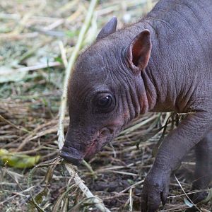 Sulawesi Babirusa piglet- 19th August 2024