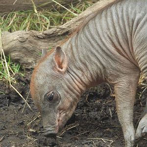 Sulawesi Babirusa piglet- 19th August 2024