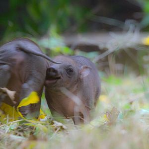 Sulawesi Babirusa piglets- 19th August 2024