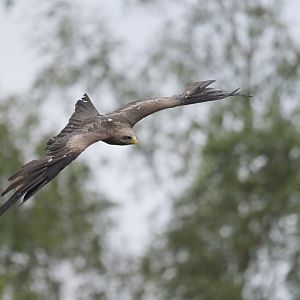 Black kite (Milvus migrans)