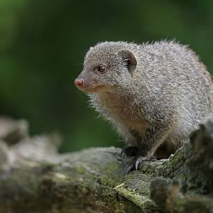 Banded mongoose (Mungo mungo)