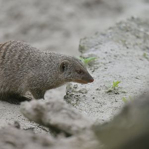 Banded mongoose (Mungo mungo)